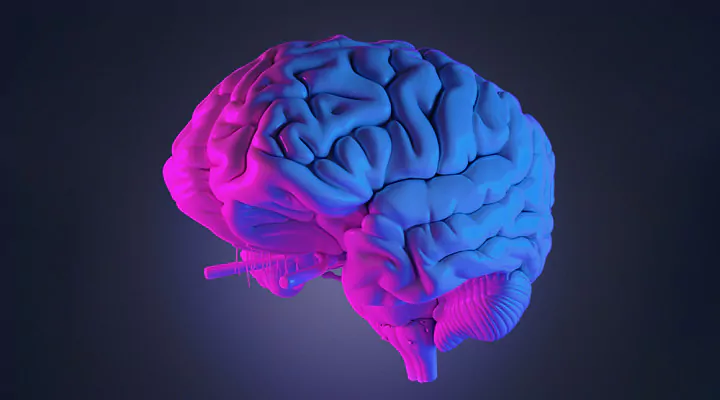 Иллюстрация человеческого мозга