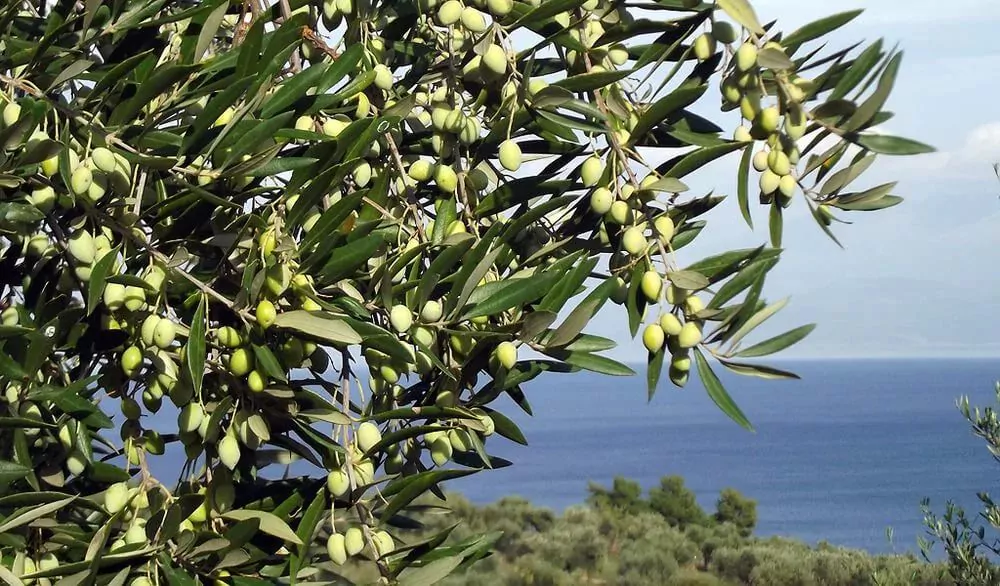 Оливки и маслины на кето-диете. Все за и против